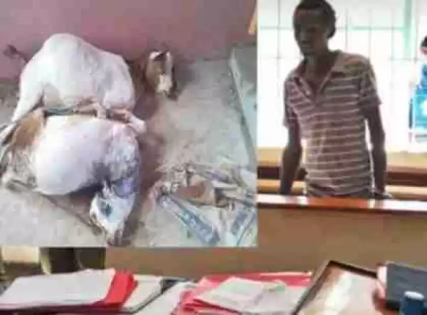 Kenyan Man Arrested For Raping Two Goats To Death (Photos)